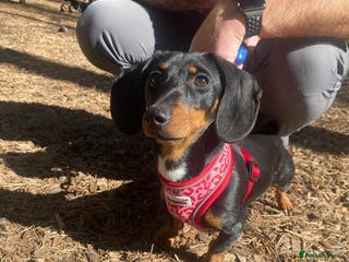 Miniature Dachshund dogs Miniature Dachshund - Advert 6