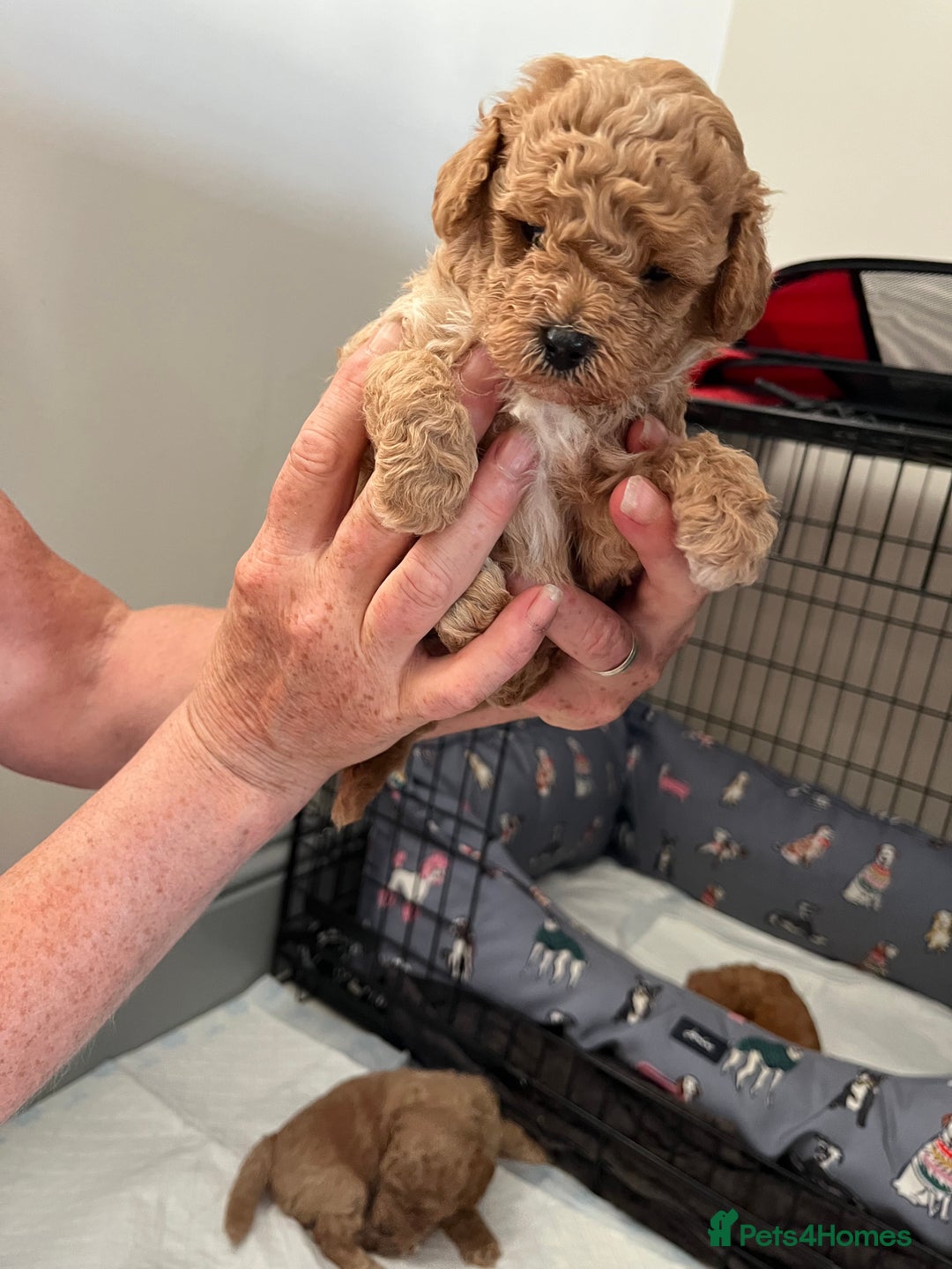 Poochon dogs for sale: 1 female 1 male Poochon puppy.  - Image 15