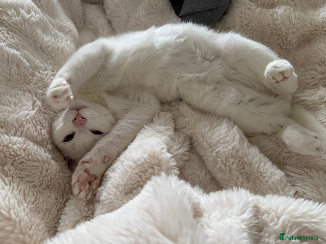 Mixed Breed cats for sale: Four month old cuddly boy - Advert 1