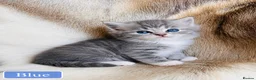 Mixed Breed cats for sale: Beautiful Pedigree line Ragdoll Blue Lynx kittens - Advert 30