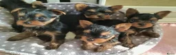 Yorkshire Terrier dogs for sale: Quality KC registered puppies - Advert 1