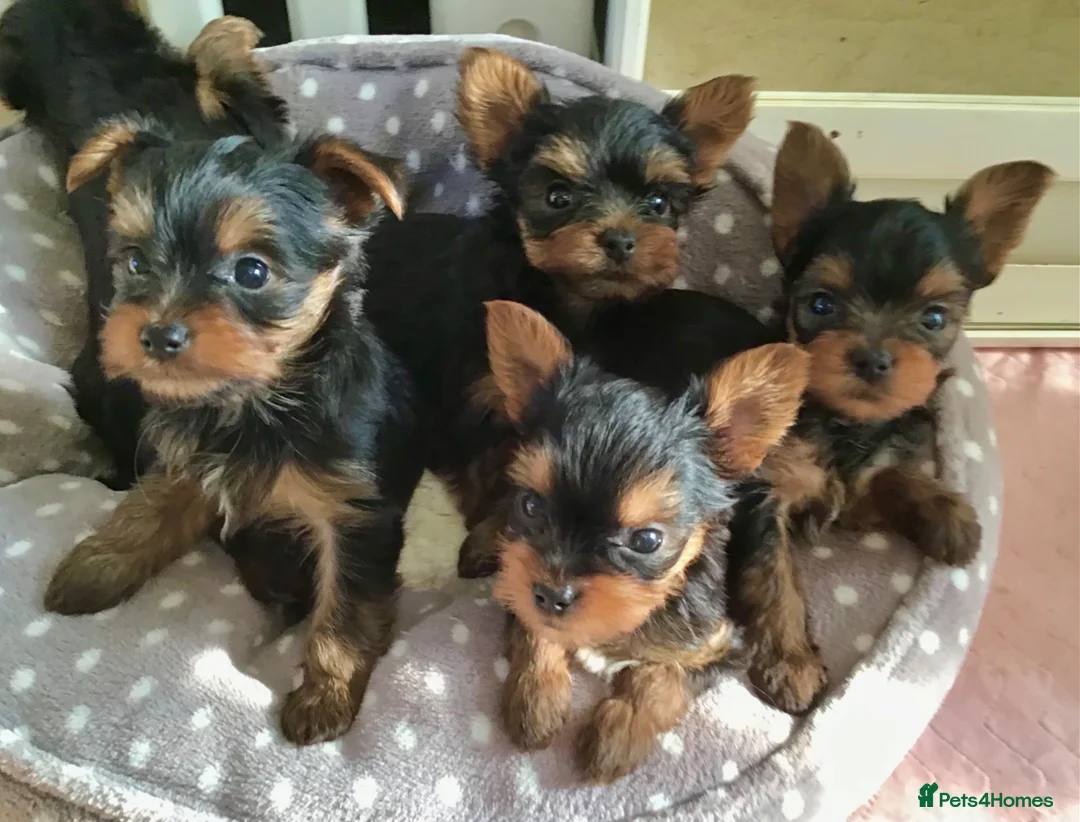 Yorkshire Terrier dogs for sale: Quality KC registered puppies - Advert 1