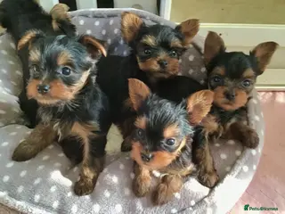 Yorkshire Terrier dogs Quality KC registered puppies - Advert 1