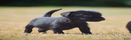 Patterdale Terrier dogs for sale: Patterdale Terrier Puppies, Last 2 Left! 🐾 - Advert 13