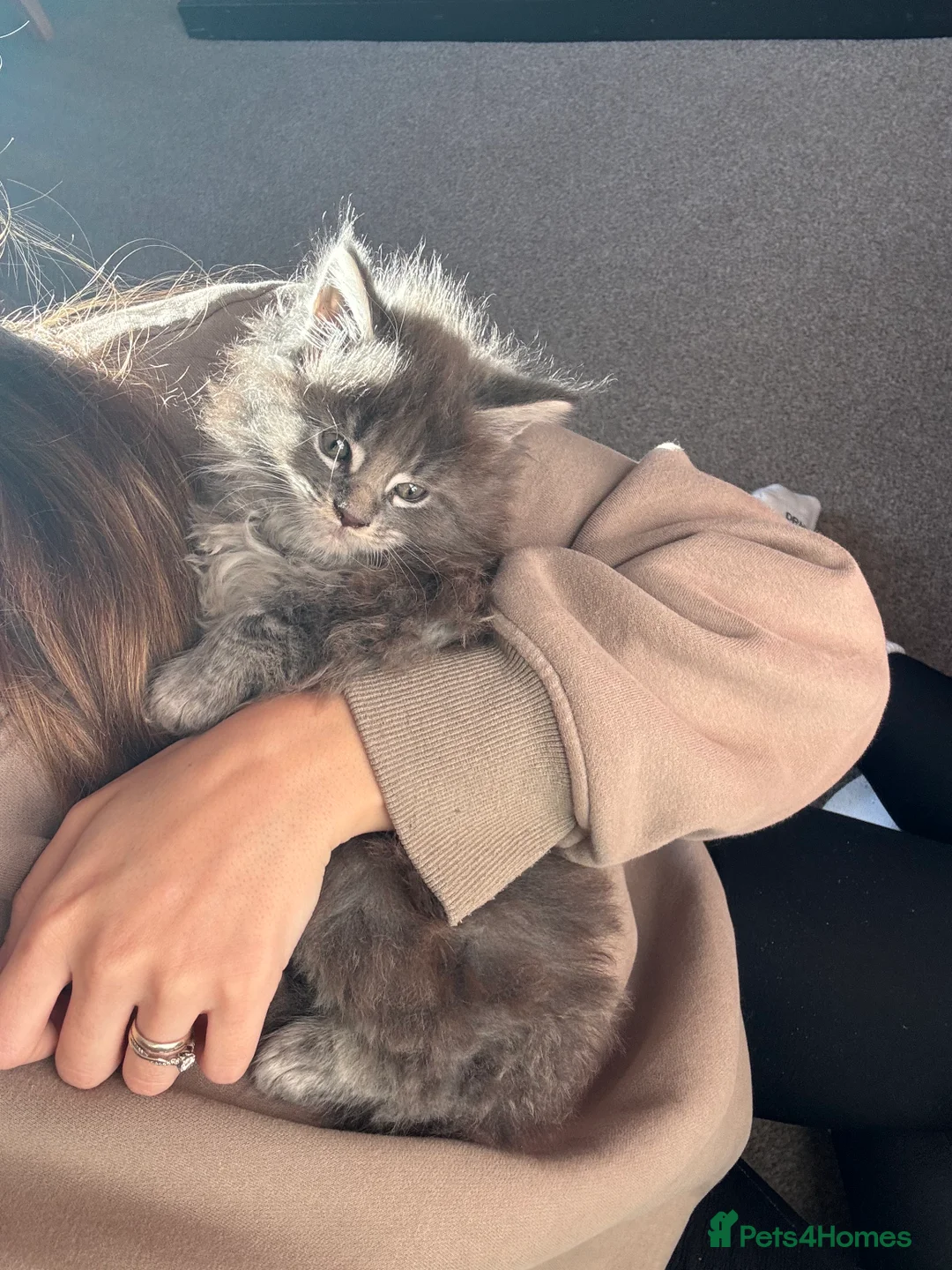 Maine Coon cats for sale: Maine Coon TICA registered✨ - Advert 5