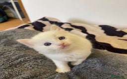 Ragdoll cats for sale: VERY RARE CREAM FLARE BICOLOUR RAGDOLL KITTEN - Image 7