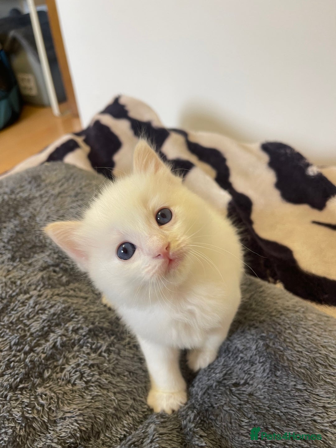 Ragdoll cats for sale: VERY RARE CREAM FLARE BICOLOUR RAGDOLL KITTEN - Image 7