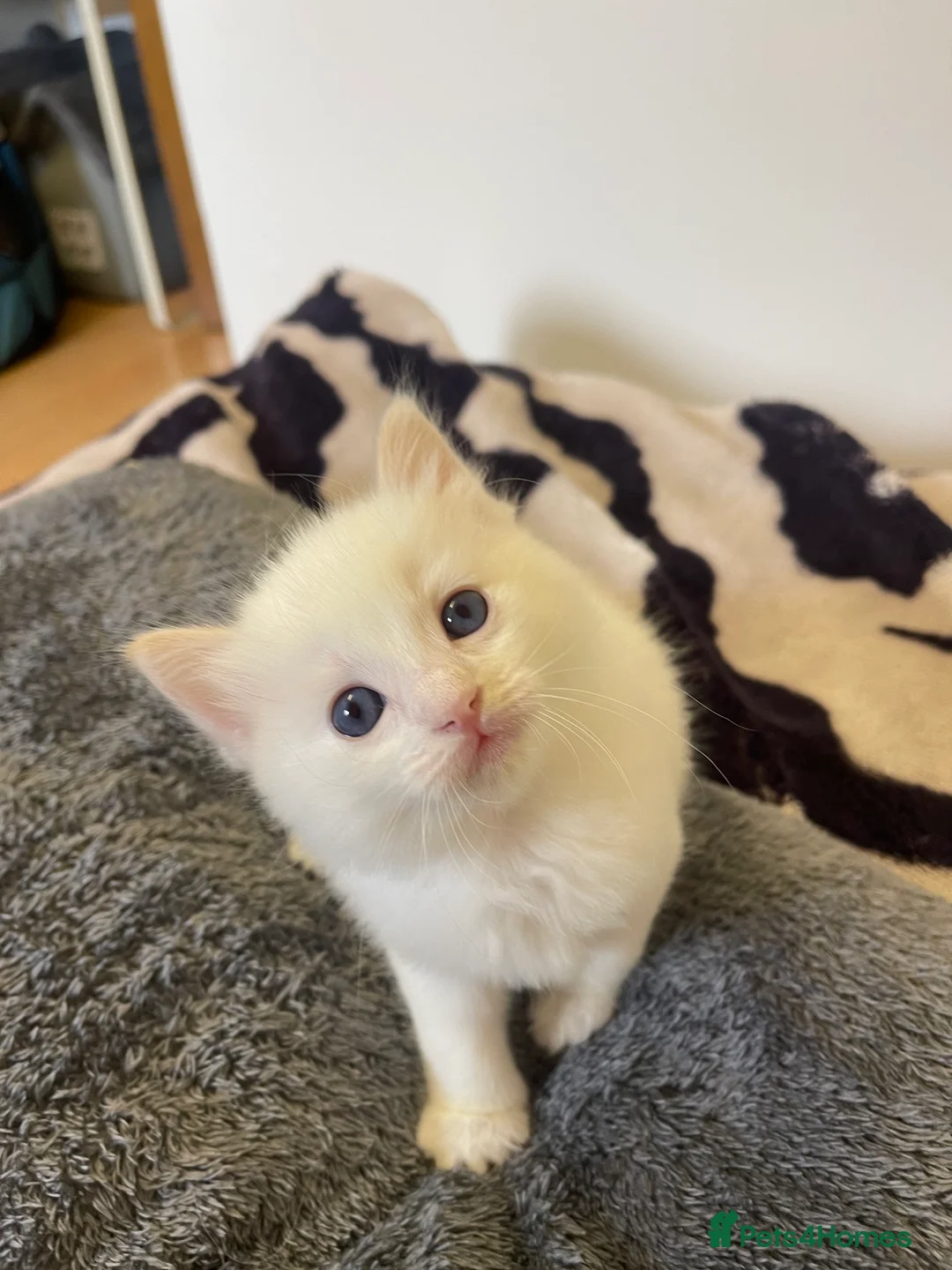 Ragdoll cats for sale: VERY RARE CREAM FLARE BICOLOUR RAGDOLL KITTEN - Advert 7