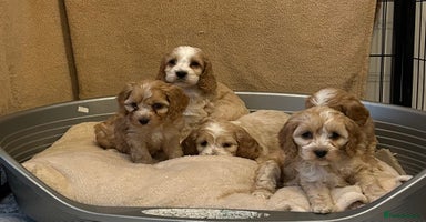 Cockapoo dogs BEAUTIFUL HEALTH CLEAR F1 COCKAPOOS - Advert 16