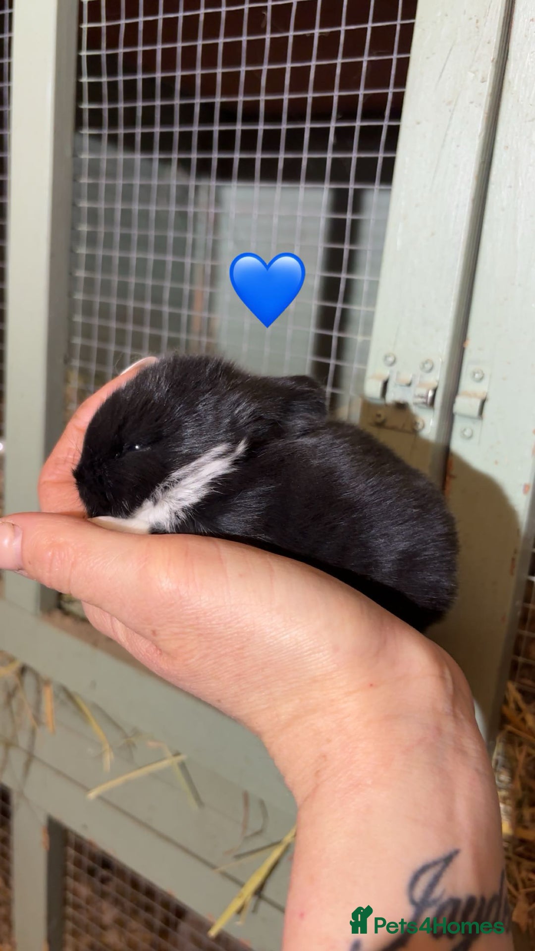 Mini Lop rabbits for sale: Beautiful colour mini lop rabbits  - Advert 3