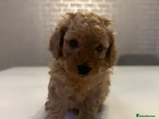 Toy Poodle dogs Beautiful Boy Toy Poodle - Advert 4