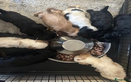 Mixed Breed dogs for sale: Cocker Spaniel x Cavapoo puppies available  - Image 13