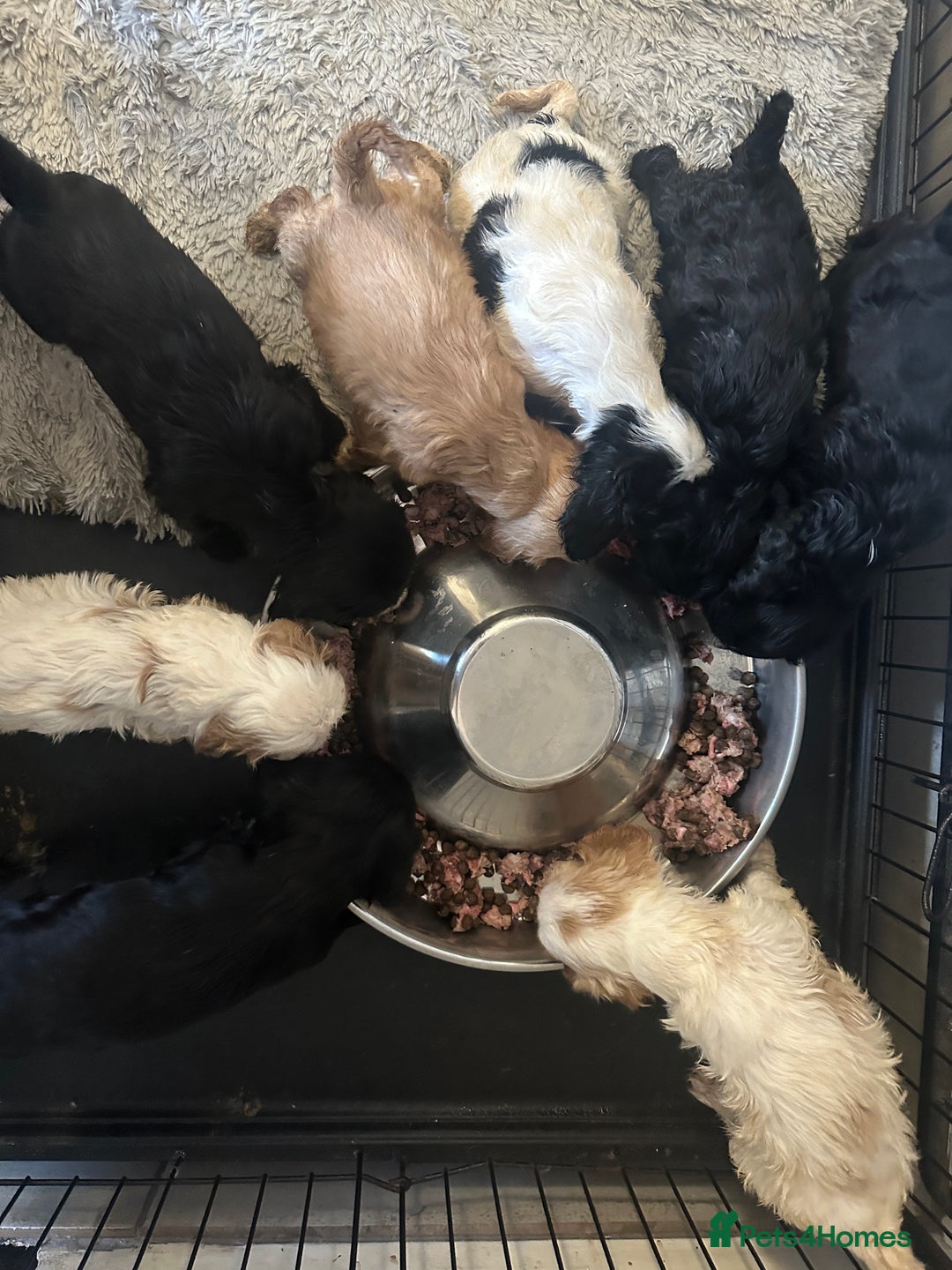 Mixed Breed dogs for sale: Cocker Spaniel x Cavapoo puppies available  - Image 13