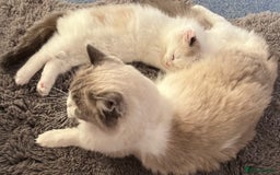 Ragdoll cats for sale: 🐾 Family reared GCCF reg ragdoll Kitten🐾 - Advert 4