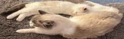 Ragdoll cats for sale: 🐾 Family reared GCCF reg ragdoll Kitten🐾 - Advert 4