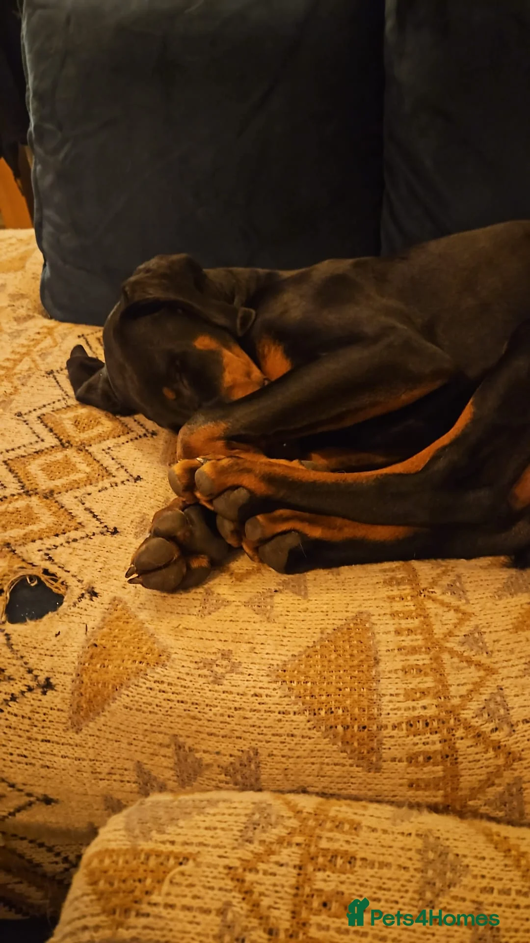 Dobermann dogs for sale: 7 month old Doberman for sale  - Advert 2