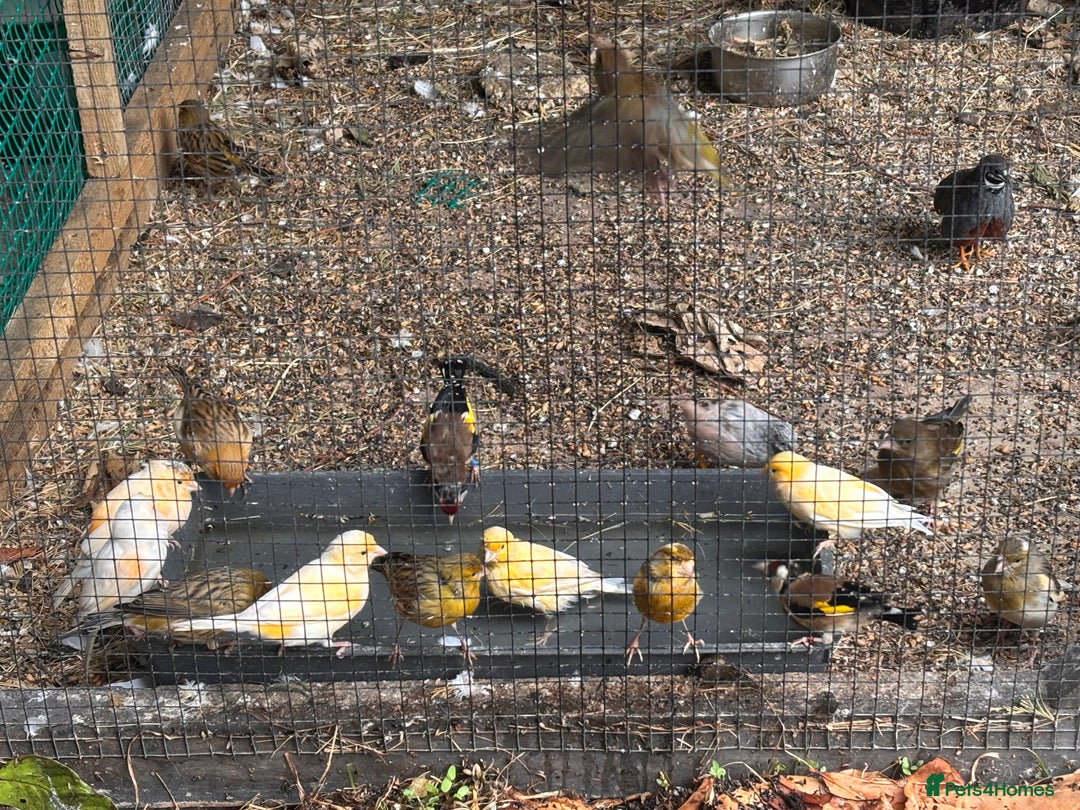 Canaries birds for sale: Canary/goldfinches/greenfinches  - Image 9