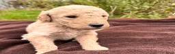 Mini Goldendoodle dogs for sale: F1B Medium Goldendoodles in Bury Saint Edmunds - Advert 4