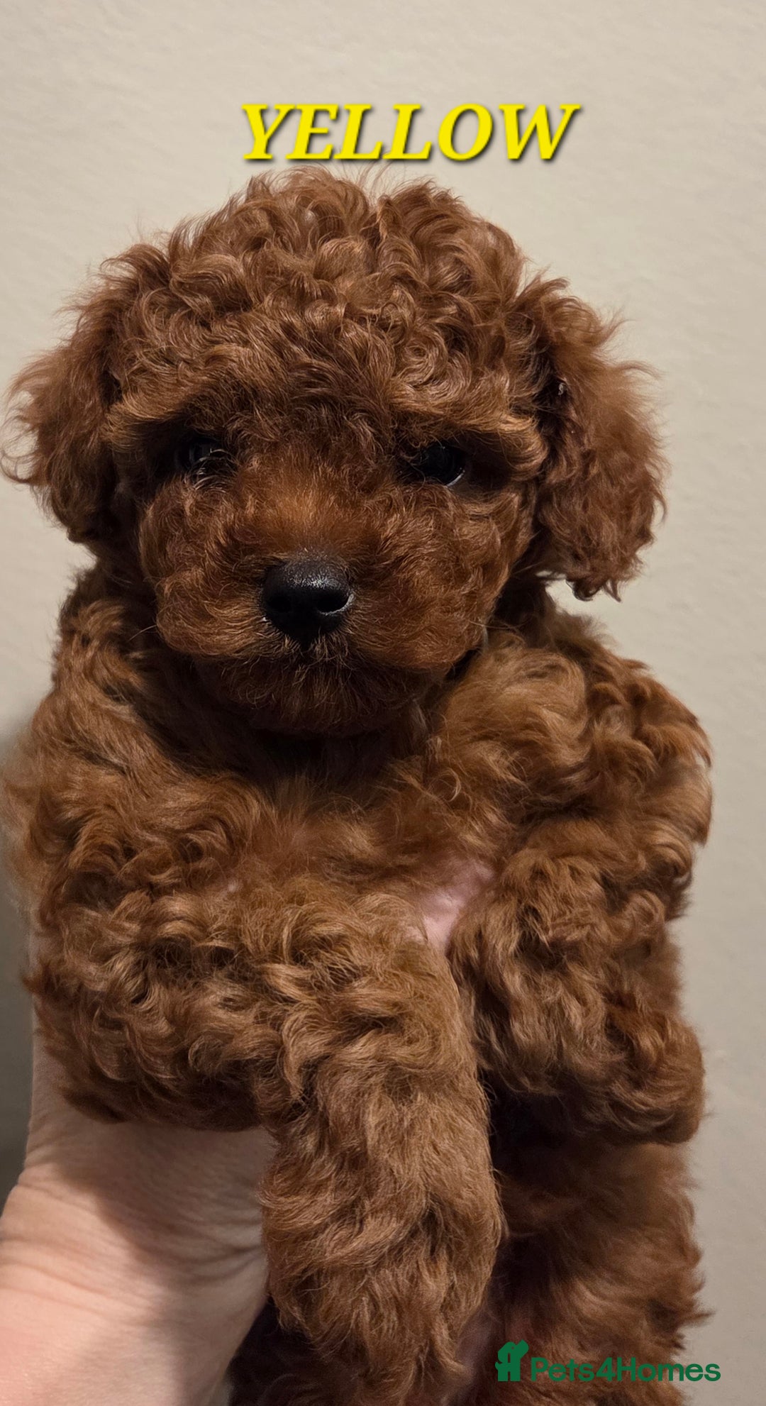 Mixed Breed dogs for sale: Toy / Aisan Poodle, Red Puppies - Advert 41