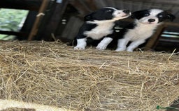Border Collie dogs for sale: Border collie puppies  - Image 9