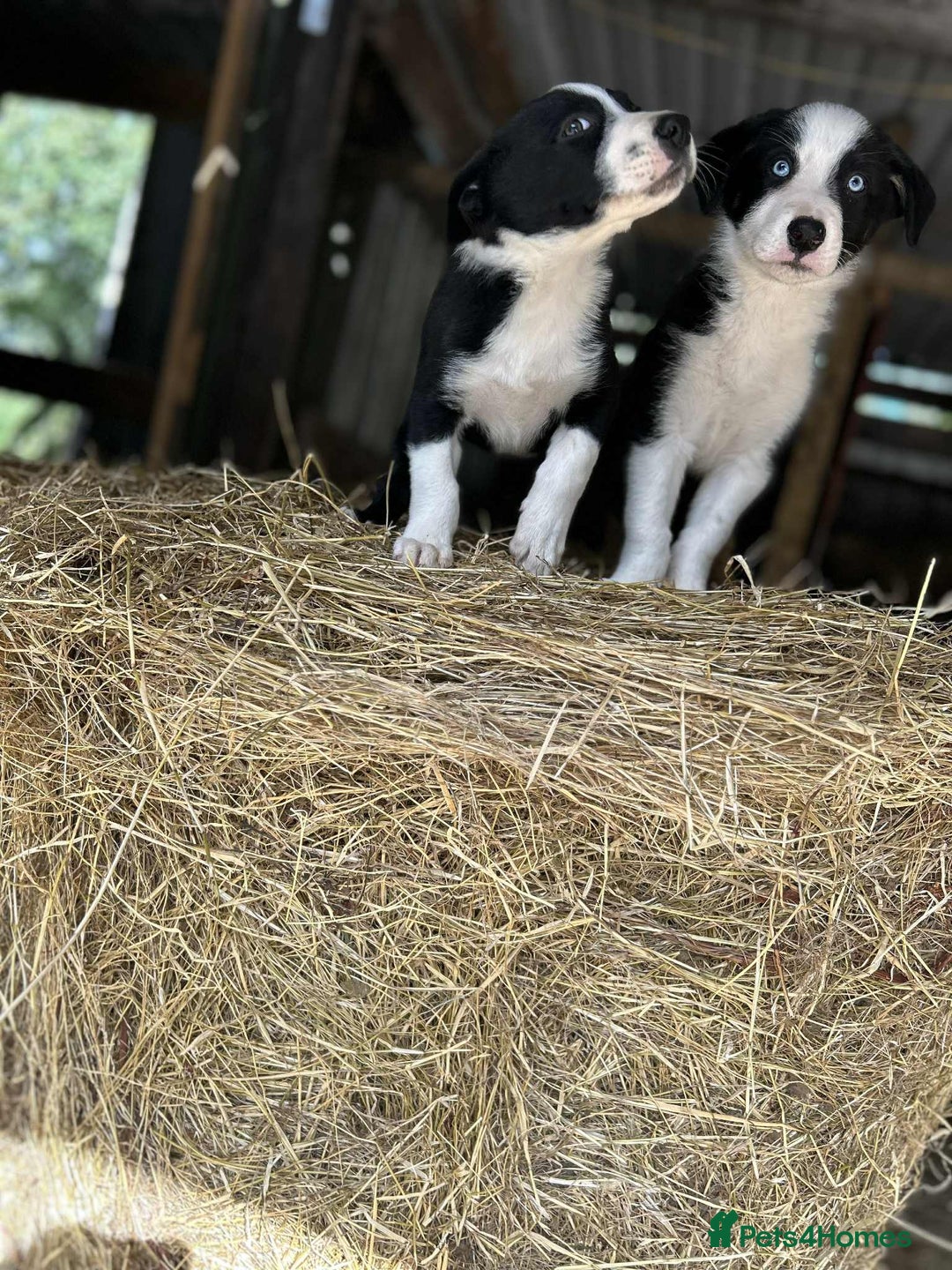 Border Collie dogs for sale: Border collie puppies  - Image 9