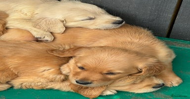 Golden Retriever dogs - Advert 9