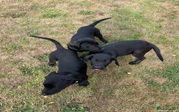 Labrador Retriever dogs for sale: 🐾Double Vaccinated🐾Black FTCH Forward Pups - Image 8