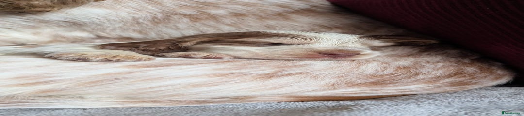 Cocker Spaniel Puppy 7