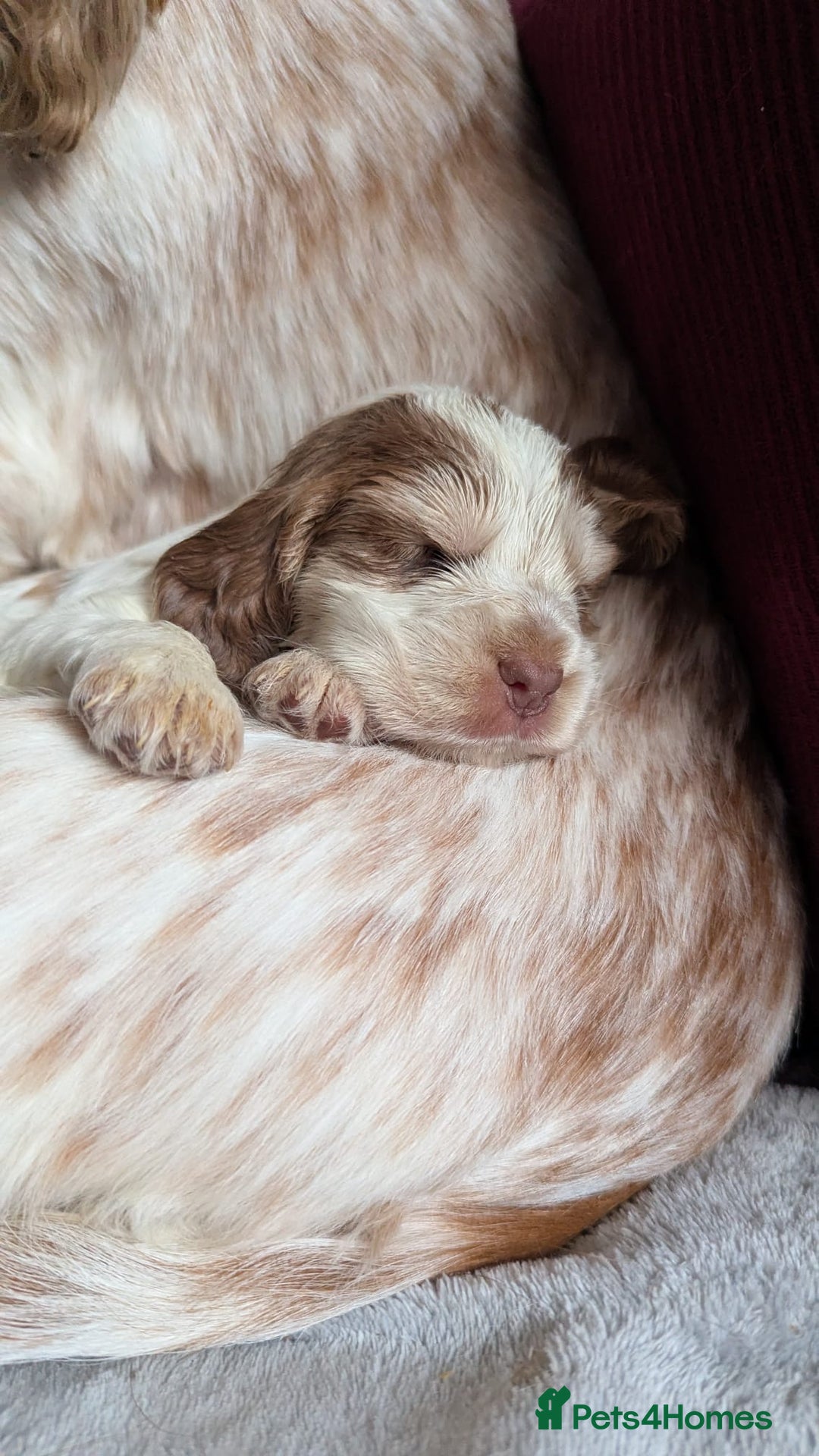 Cocker Spaniel dogs for sale: Show Type cocker spaniel puppies for sale - Image 9