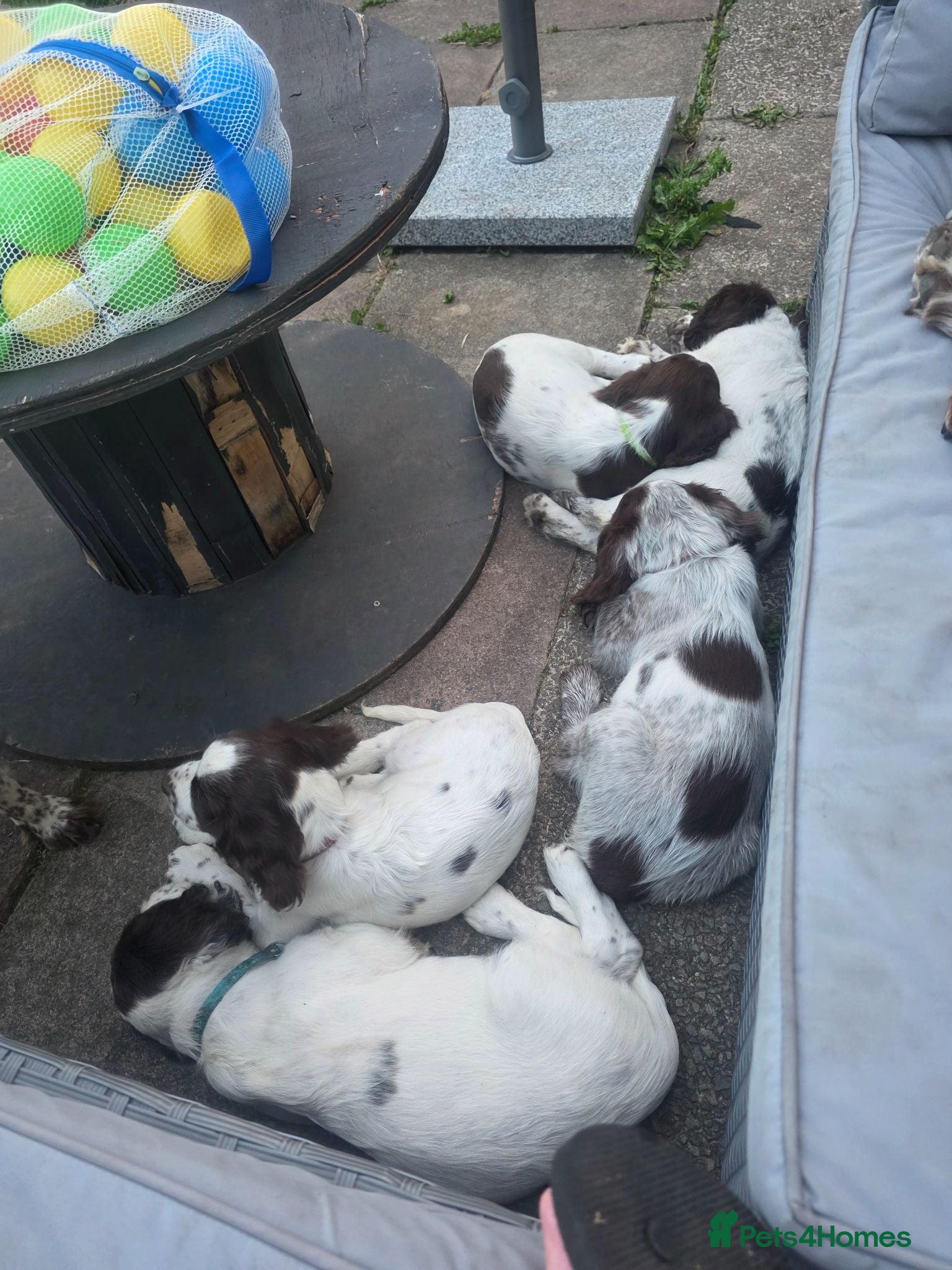 Sprocker dogs Beautiful Sprocker pups ready now. - Advert 2