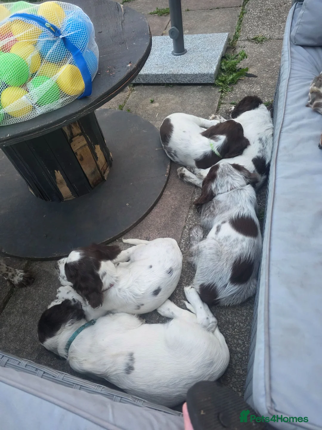 Sprocker dogs for sale: Beautiful Sprocker pups ready now. - Advert 2