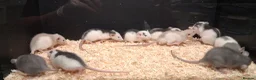 Rat rodents for sale: Baby Dumbo Rat's available, Males & Females  - Advert 9