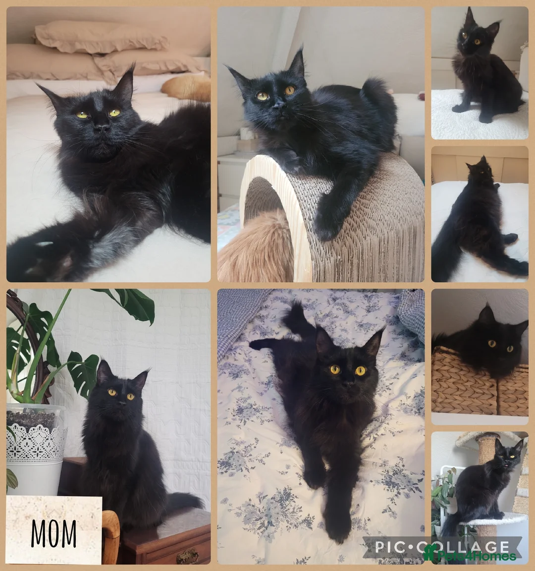 Maine Coon cats for sale: 🐾🐈‍⬛GORGEOUS 6 WEEK OLD MAINE COON KITTENS🐈‍⬛🐾 - Advert 16