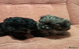 Malshi dogs for sale: Malshi 2 puppies boys - Advert 3