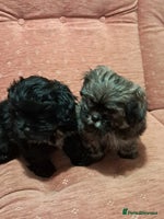 Malshi dogs Malshi 2 puppies boys - Advert 4