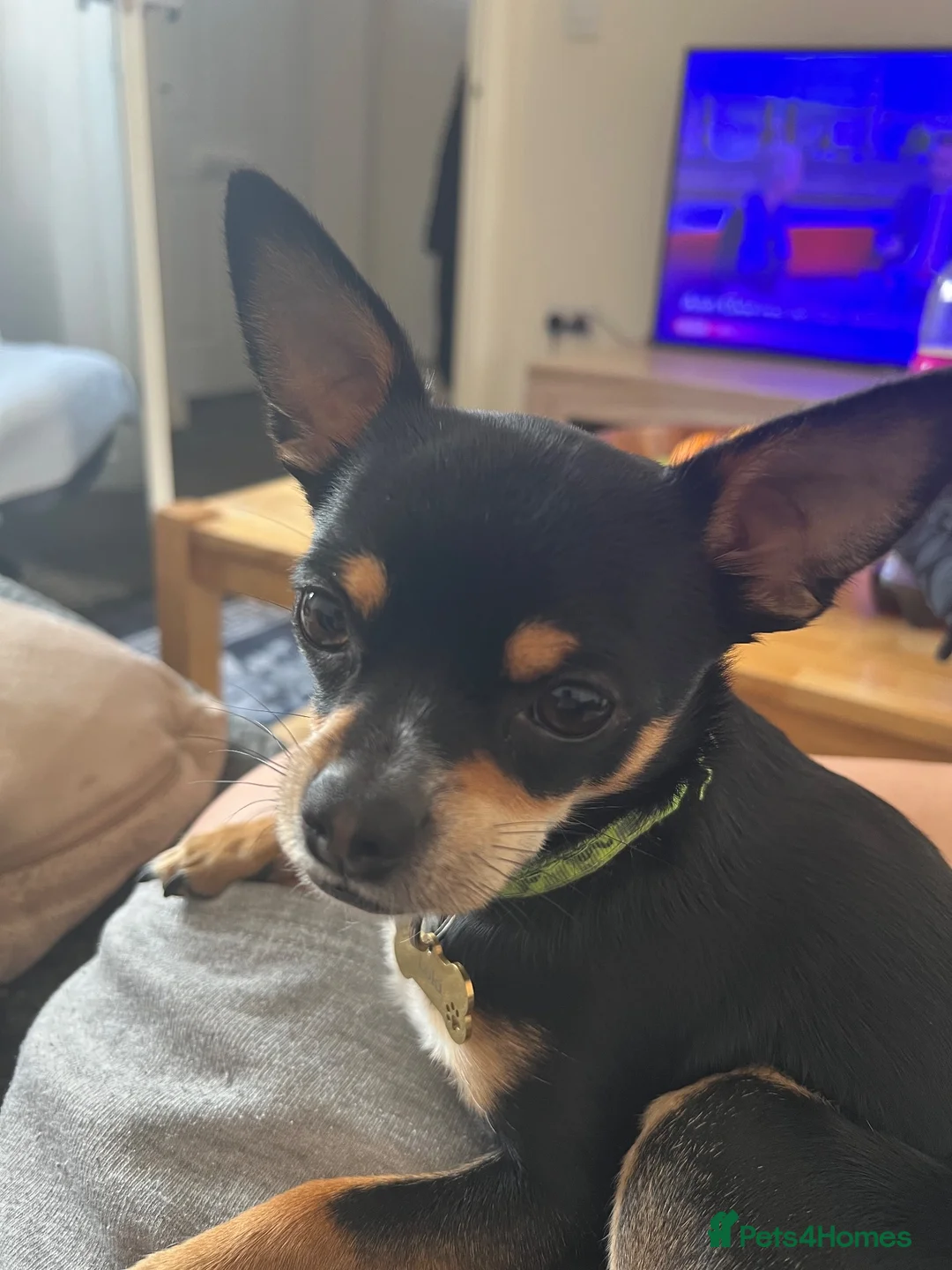 Chihuahua dogs for stud: Gorgeous male dog up for stud  in Cannock - Advert 1