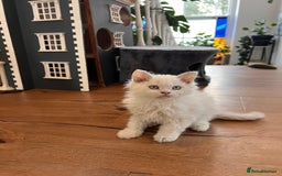 Selkirk Rex cats for sale: Gorgeous Selkirk Rex kittens - Image 6