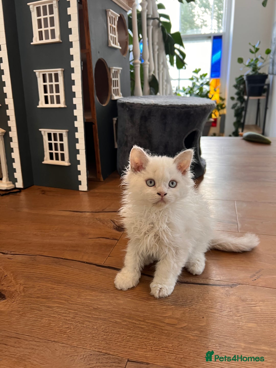 Selkirk Rex cats for sale: Gorgeous Selkirk Rex kittens - Image 6