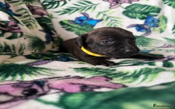 Mixed Breed dogs for sale: Beautiful Daffys - staffy cross dachshund  - Image 24