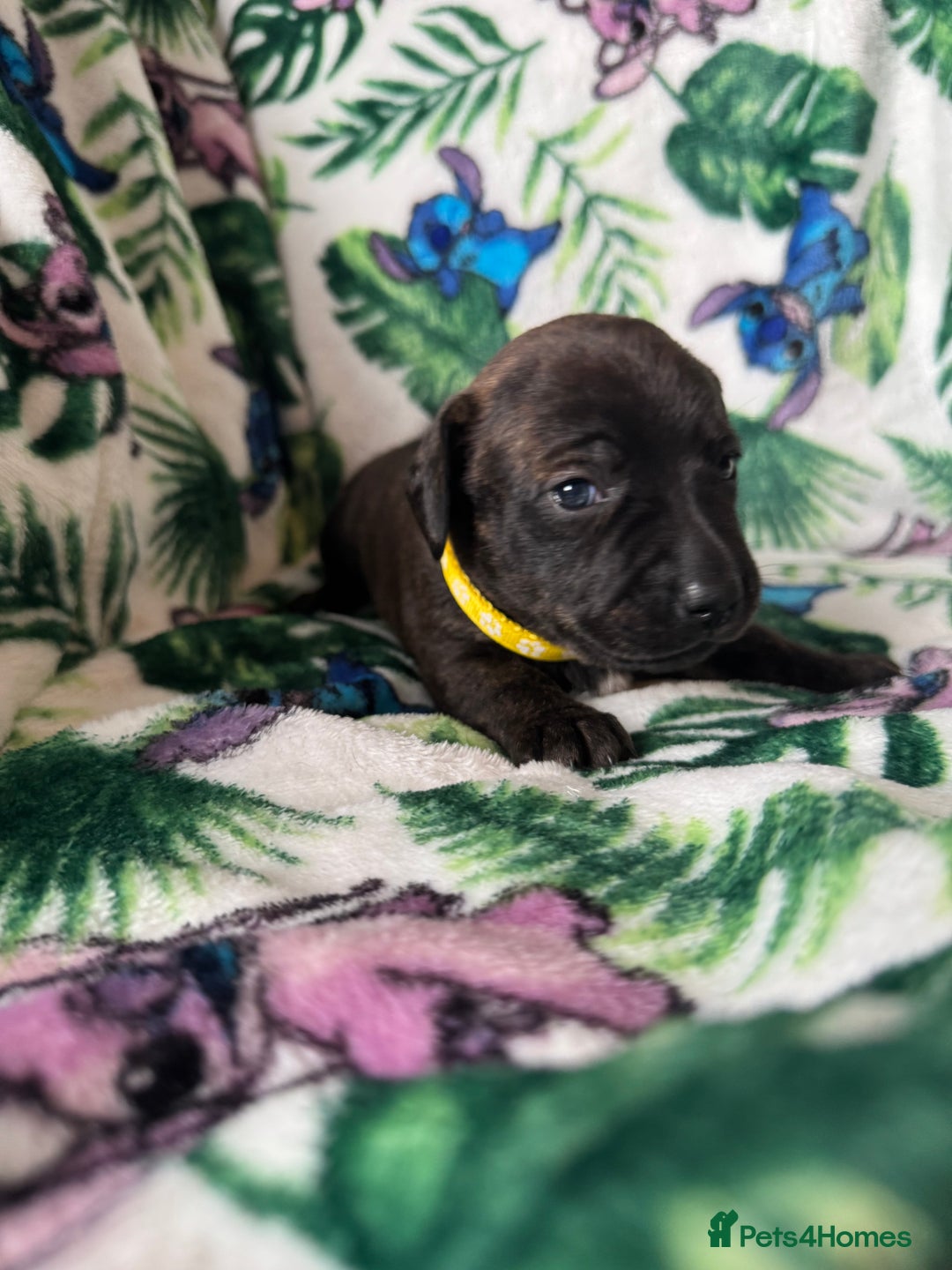 Mixed Breed dogs for sale: Beautiful Daffys - staffy cross dachshund  - Image 24