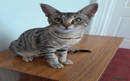 Savannah cats for sale: Early Generation TICA Reg Large Savannah Female. in Darlington - Image 38