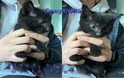 Mixed Breed cats for sale: 6 kittens for sale - Advert 5