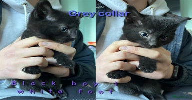 Mixed Breed cats 6 kittens for sale - Advert 11