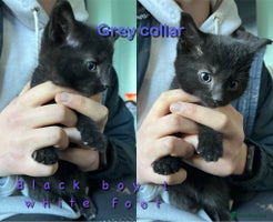 Mixed Breed cats 6 kittens for sale - Advert 2