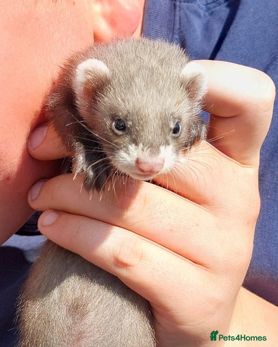 Ferret rodents Ready now. EU Polecat cross ferret kits - Advert 1