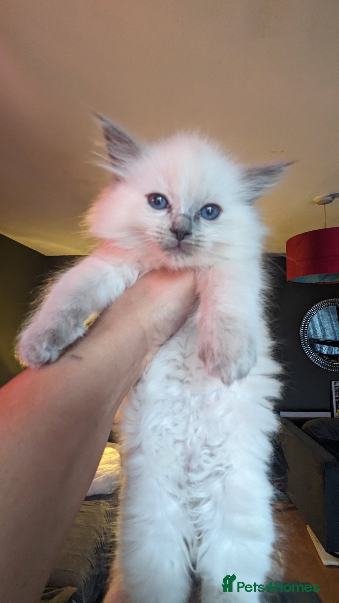Ragdoll cats for sale: Beautiful ragdolls looking for their new families - Advert 2