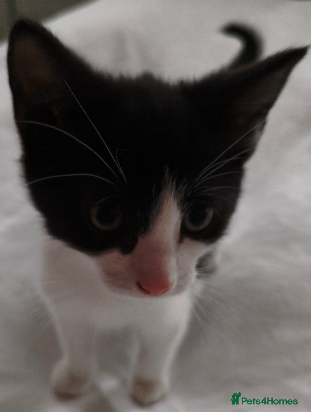 Tibetan cats for sale: Tabby white kittens looking for a lovely home - Advert 2