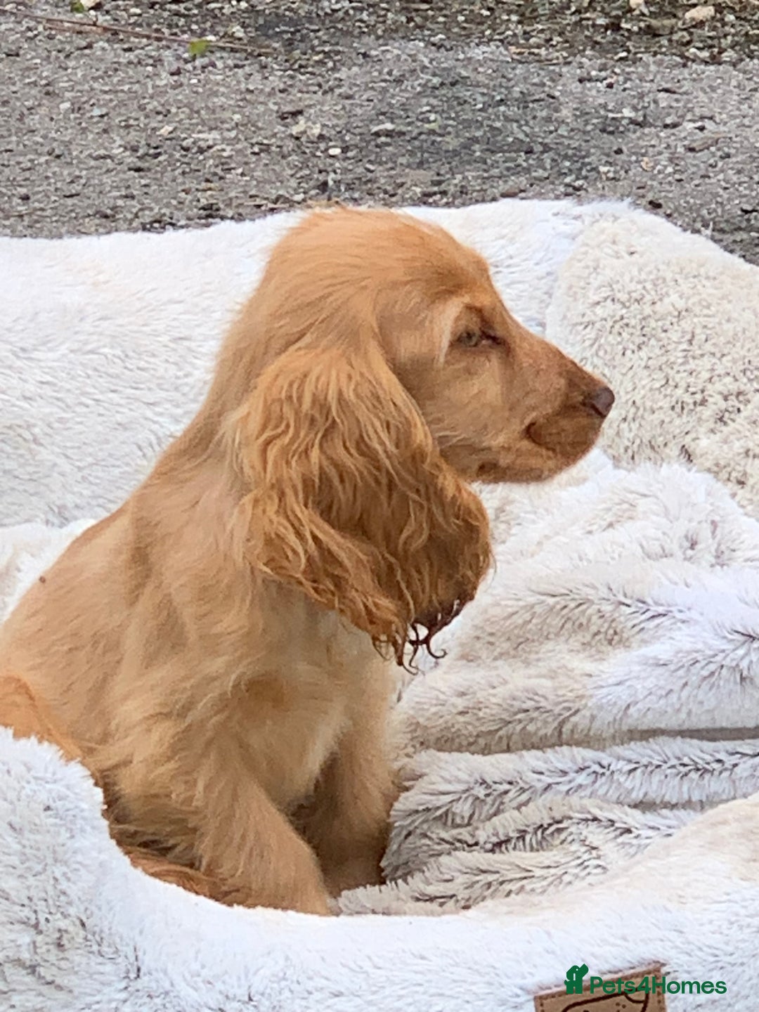 Cocker Spaniel dogs for sale: QUALITY KC SHOW COCKER SPANIEL PUPPIES - Image 20