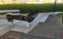 Akita dogs for stud: American Akita for Stud - Image 13