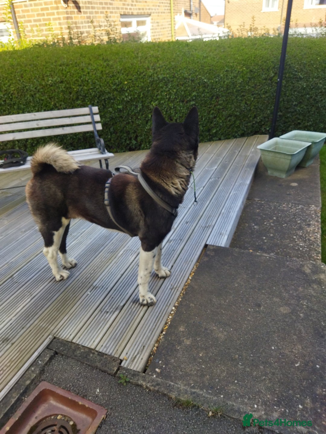 Akita dogs for stud: American Akita for Stud - Image 13